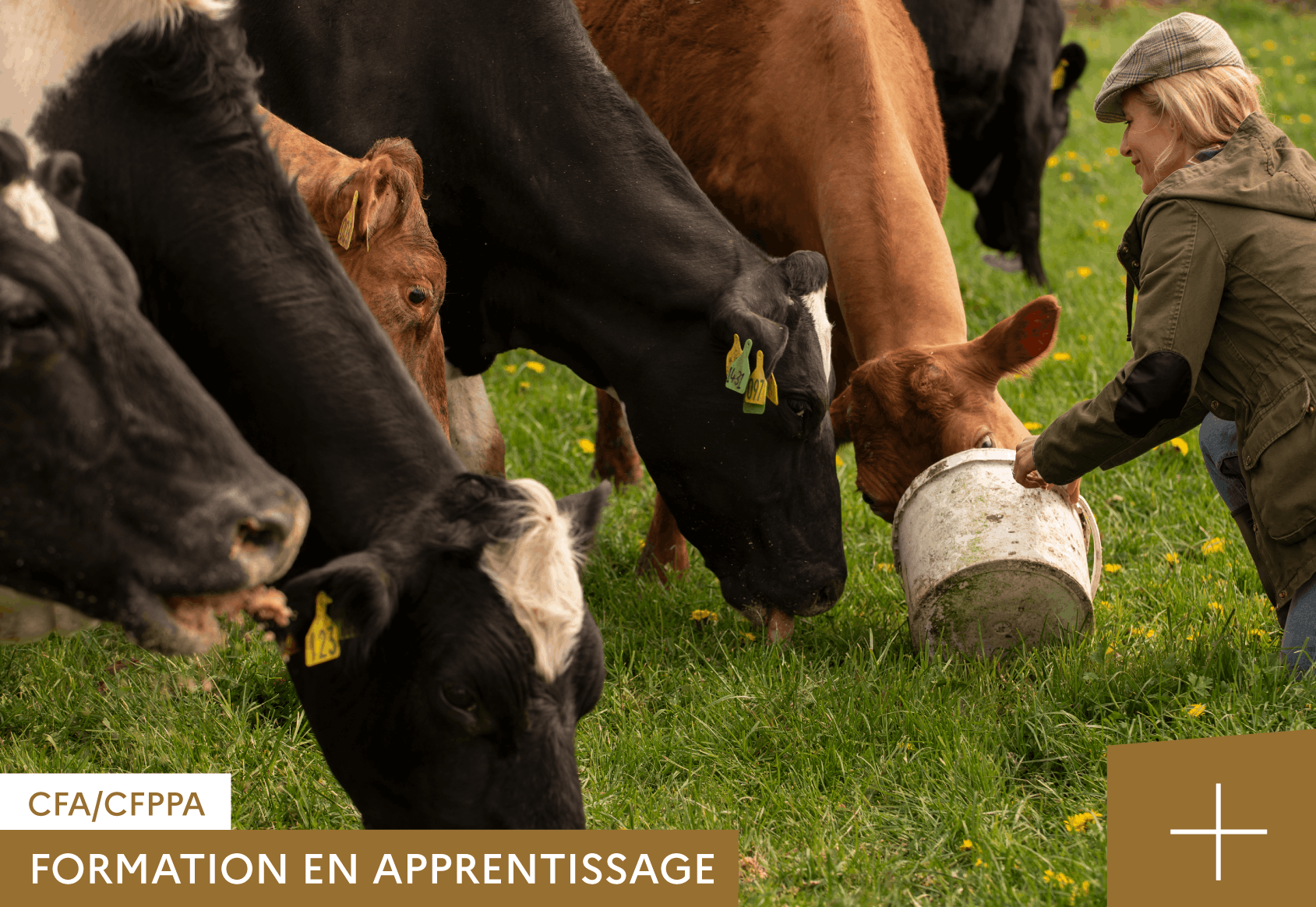 BTSA-METIERS-DE-LELEVAGE-APPRENTISSAGE-CFA-CFPPA-DE-RETHEL BTSAPA