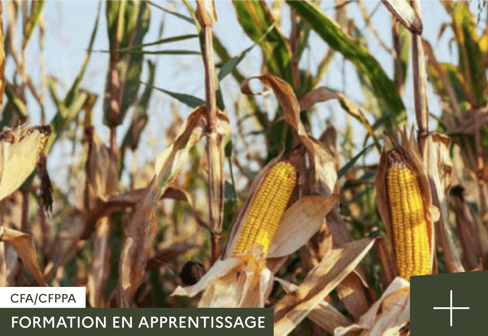 CAPA-METIERS-DE-L'AGRICULTURE-CFA-CFPPA-DE-RETHEL
