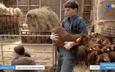 Au coeur de notre exploitation agricole : nos apprenants avec les moutons de race roux ardennais.